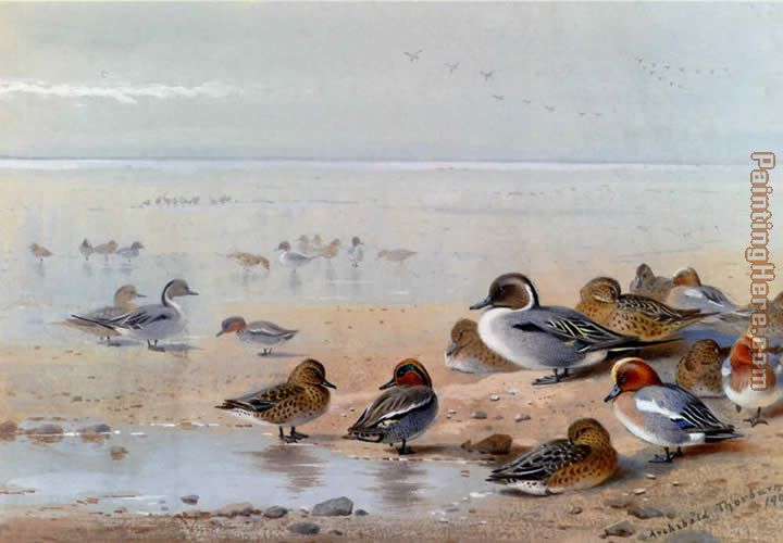 Pintail Teal And Wigeon On The Seashore painting - Archibald Thorburn Pintail Teal And Wigeon On The Seashore art painting